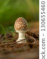 Amanita phalloides (poisonous mushroom) growing wild in the forest 130655460