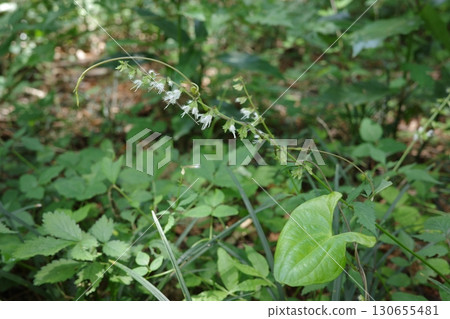 下葉薔薇（Shimobasira），開小而透明的白色花朵 130655481