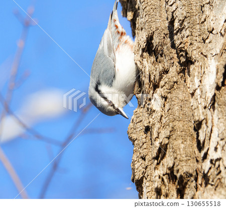 Nuthatch seen in the winter forests of Hokkaido 130655518
