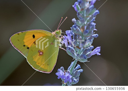 Clouded Yellow - Colias croceus, Greece Clouded Yellow - Colias croceus, Greece 130655936