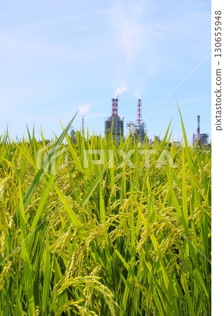 Rice ears and factory chimneys 130655948
