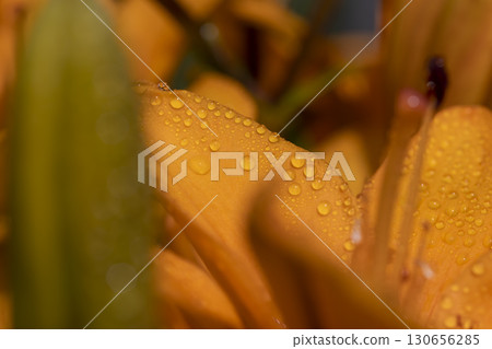 orange lily flowers covered with water droplets in spring, wet lily flowers in sunny weather , close up orange lily flowers covered with water droplets in spring, wet lily flowers in sunny weather , close up 130656285