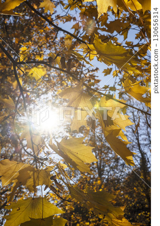 maples during the autumn fall, the beautiful foliage of maples in bright sunny weather in the autumn season against the background of the blue sky maples during the autumn fall, the beautiful foliage of maples in bright sunny weather in the autumn season against the background of the blue sky 130656314
