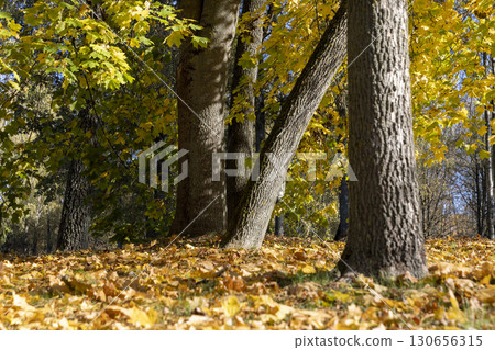 maple trees in the autumn season against the background of the blue sky in sunny weather, nature during the autumn cold snap and a change in the color of the foliage of trees 130656315