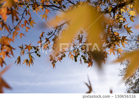 red maple foliage in the autumn against the sky in sunny weather, t the foliage of trees close up 130656316