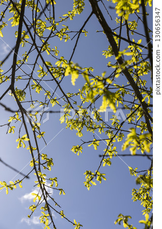 the first foliage of an oak tree against the blue sky, new foliage on oak trees in the spring season, sunny weather in the forest with new foliage the first foliage of an oak tree against the blue sky, new foliage on oak trees in the spring season, sunny weather in the forest with new foliage 130656347