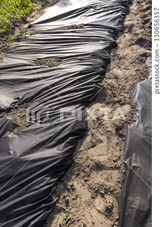 the ground in the field is covered with dense cloth to slow down or kill weeds, black dense mulch to control weeds 130656357
