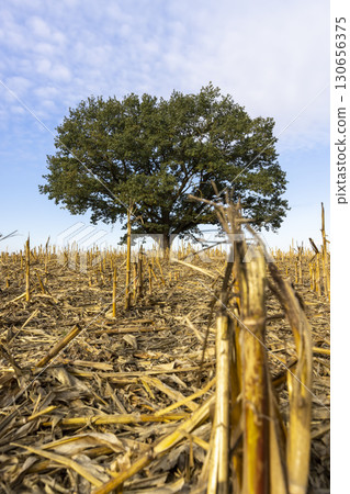 oak with green foliage in a field after the corn harvest, one old oak against the sky in a field with stubble from corn in the autumn season oak with green foliage in a field after the corn harvest, one old oak against the sky in a field with stubble from corn in the autumn season 130656375