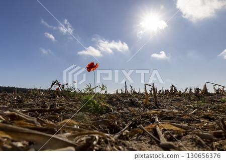 red poppy against the blue sky in the autumn season, a red poppy flower in the field after the corn harvest red poppy against the blue sky in the autumn season, a red poppy flower in the field after the corn harvest 130656376