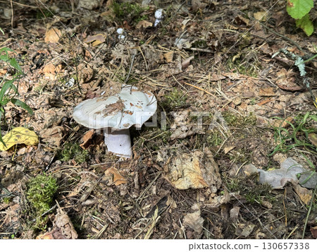 Mushroom grows in the forest. Among fallen leaves and pine needles. Mushroom grows in the forest. Among fallen leaves and pine needles. 130657338