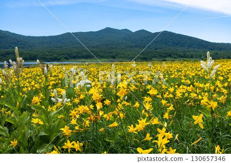 Kumakura Town, Kitakata City, Fukushima Prefecture: Full-blooming day lilies in the Oguni-numa wetlands and mountain views of the Azuma mountain range and Mt. Nekoma. 130657346