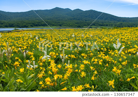 福島縣北方市熊倉町:小國沼濕地盛開的萱草花以及吾妻山脈和貓魔山的山景。 福島縣北方市熊倉町:小國沼濕地盛開的萱草花以及吾妻山脈和貓魔山的山景。 130657347