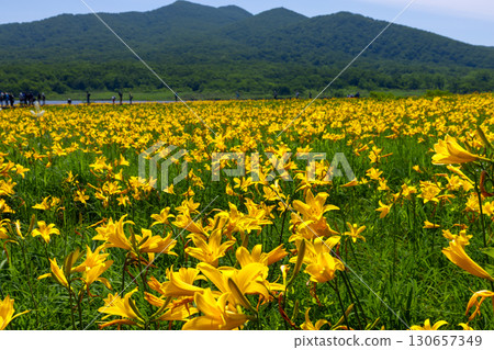 福島縣北方市熊倉町：小國沼濕地盛開的萱草花以及吾妻山脈和貓魔山的山景。 130657349