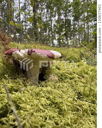 Russula emetica mushroom. Growing in the forest among moss. Ground -level Shot Russula emetica mushroom. Growing in the forest among moss. Ground -level Shot 130657401