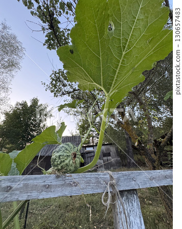 Small decorative pumpkin. Green color. Growing in the garden. 130657483