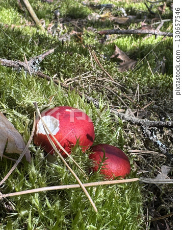 Russula emetica mushroom. Growing in the forest among moss. 130657546