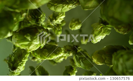 Freeze motion of falling fresh hops cones , close-up Freeze motion of falling fresh hops cones , close-up 130657576