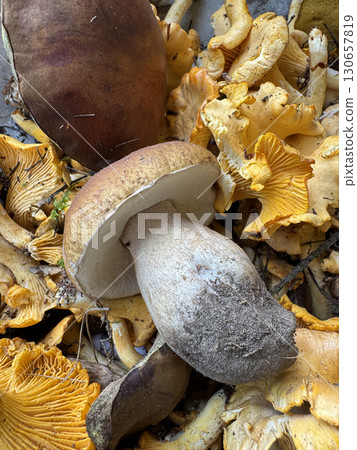 Various edible mushrooms collected in the forest. Porcini mushrooms on top. Close-up. 130657819