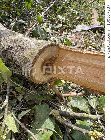 A cut-down apple tree trunk lies on the ground. The core of the trunk is rotten. Garden care. Diseased fruit tree. A cut-down apple tree trunk lies on the ground. The core of the trunk is rotten. Garden care. Diseased fruit tree. 130657837