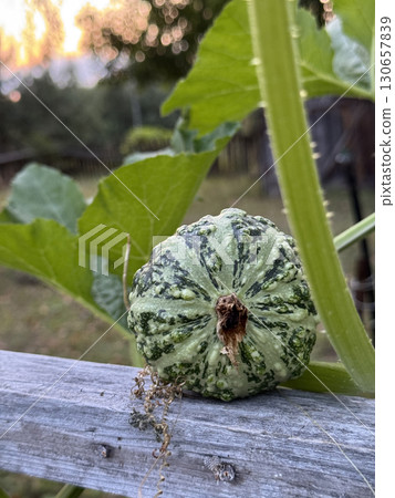 Small decorative pumpkin. Green color. Growing in the garden. Close-up. Small decorative pumpkin. Green color. Growing in the garden. Close-up. 130657839