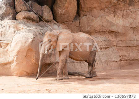 African Elephant Standing Among Large Rock Formations 130657878