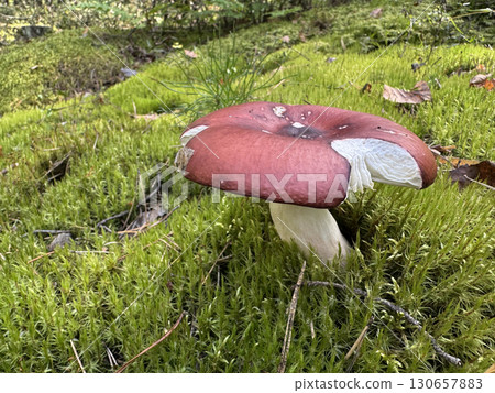 Russula emetica mushroom. Growing in the forest among moss. Close-uo. 130657883