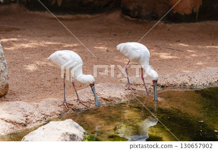 Spoonbills Drinking at Water's Edge in Natural Habitat Spoonbills Drinking at Water's Edge in Natural Habitat 130657902