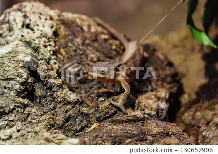 Chameleon Camouflaged on Rough Textured Tree Bark 130657906