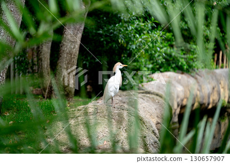 Cattle Egret Standing on Rock in Lush Green Forest Cattle Egret Standing on Rock in Lush Green Forest 130657907