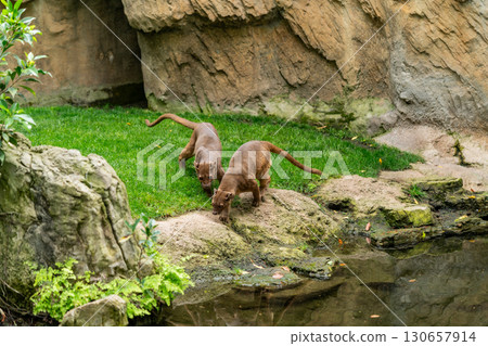 Two Fossas Exploring Grassy Terrain Near Water 130657914