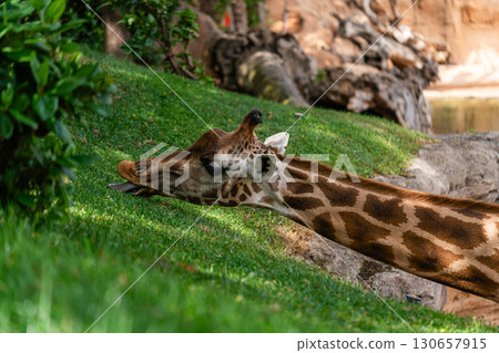 Close-Up of Giraffe Grazing on Lush Green Grass 130657915