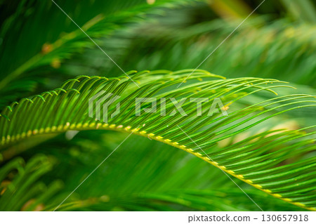 Close-Up of Bright Green Tropical Palm Leaf 130657918