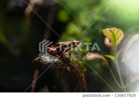 Colorful Poison Dart Frog on Wet Log in Rainforest Habitat Colorful Poison Dart Frog on Wet Log in Rainforest Habitat 130657920