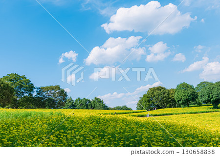 Kivanacosmos開花的小山 130658838