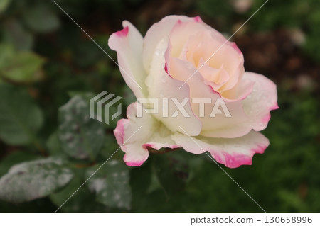 Photographed a cute rose in the rose garden Photographed a cute rose in the rose garden 130658996