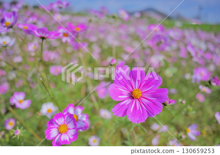 Autumn scenery with pink cosmos 130659253