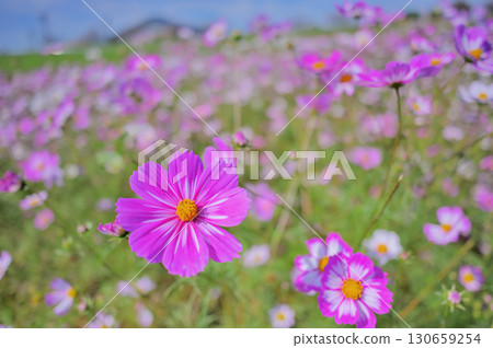 粉紅色波斯菊的秋日風景 130659254
