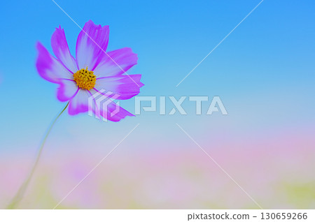 One-wheeled cosmos and blue sky One-wheeled cosmos and blue sky 130659266