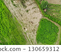 Aerial view of a herd of buffalo on a green grass field, drone photography. 130659312