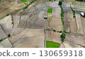 Aerial photograph of rice fields, high-angle drone photography of nature. 130659318