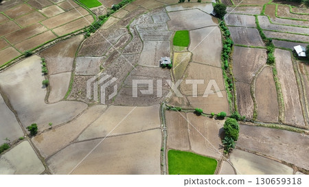 Aerial photograph of rice fields, high-angle drone photography of nature. Aerial photograph of rice fields, high-angle drone photography of nature. 130659318