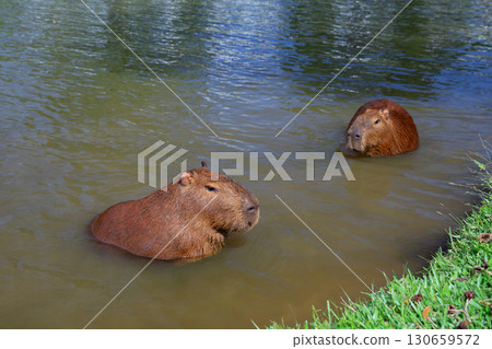 Capybara in water by grassy lake shore in Brazil 130659572
