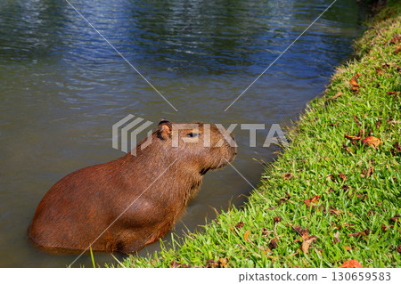 Capybara in water by grassy lake shore in Brazil Capybara in water by grassy lake shore in Brazil 130659583