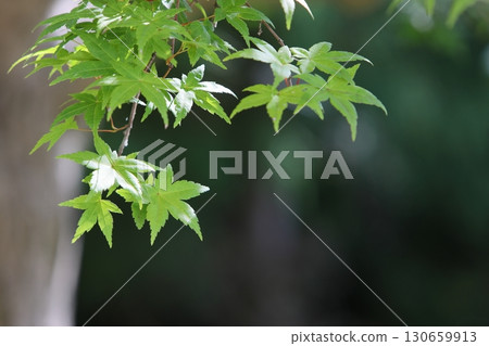 Close-up of green maple leaves against a dark background 130659913
