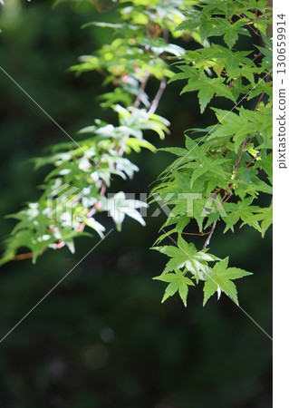 綠色的楓葉在黑暗的背景下浮現 綠色的楓葉在黑暗的背景下浮現 130659914