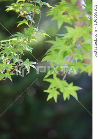 Maple green leaves Maple green leaves 130659915