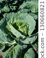 Lush Green Cabbage Head Growing in Abundant Organic Garden, Showcasing Its Vibrant Leaves and Healthy Growth with the Sunlight Enhancing Its Rich Color 130660821