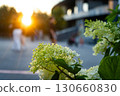 Beautiful Close-Up of White Hydrangea Flowers in Bloom Against a Glowing Sunset Background with People in Motion 130660830