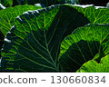 Lush Green Cabbage Leaves Glimmer Under Sunlight, Showcasing Intricate Veins and Textures of Nature's Leafy Vegetation in a Vibrant Garden Setting 130660834