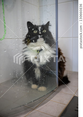 Black and white fluffy cat sitting behind glass shower door with water drops 130660836